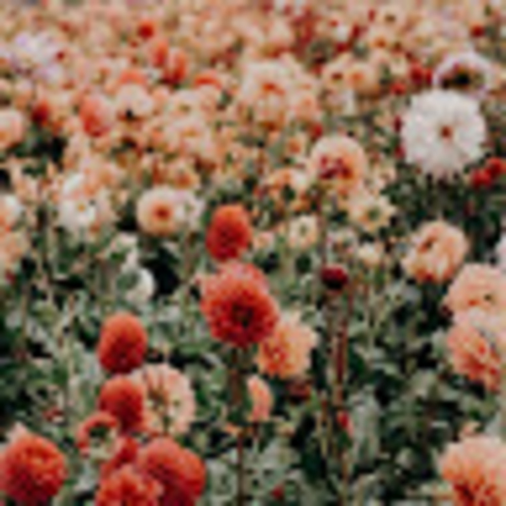 Meet your Posher, Maddie